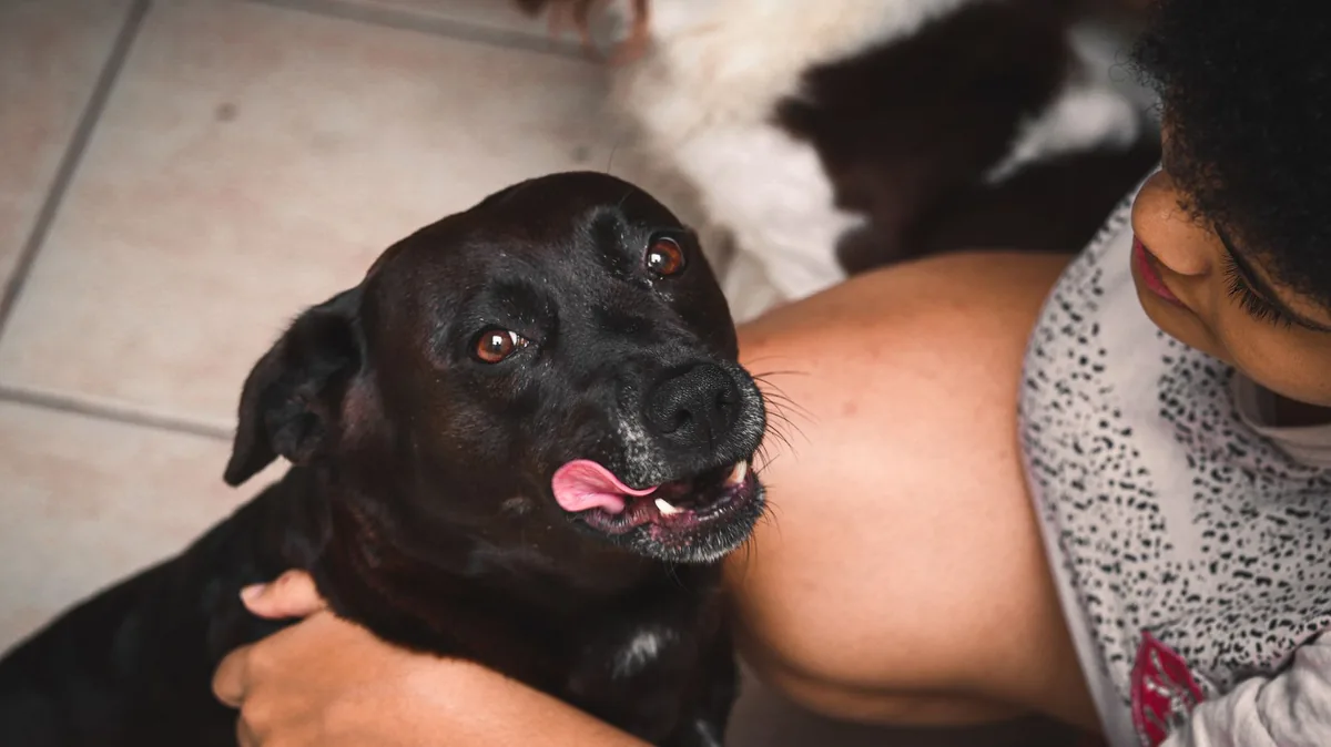 Petshop em Caruaru: Como Aparecer no Google Quando o Dono Procura