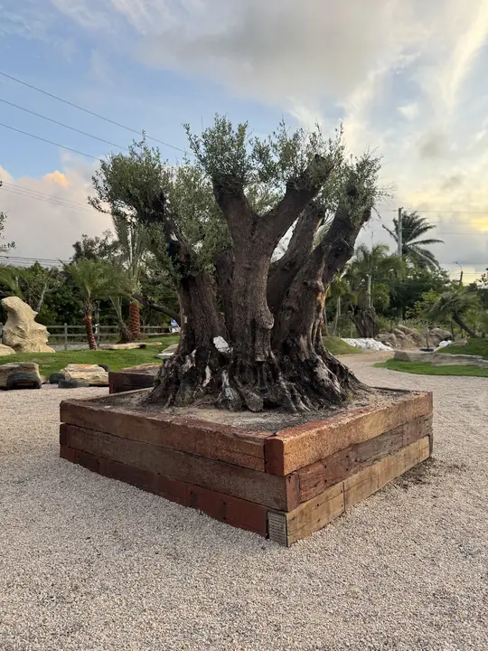 Oliveira adulta em jardineira, com luz do pôr do sol