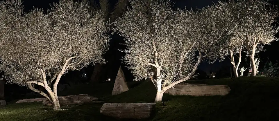 Oliveiras adultas iluminadas à noite ao lado de um caminho no showroom