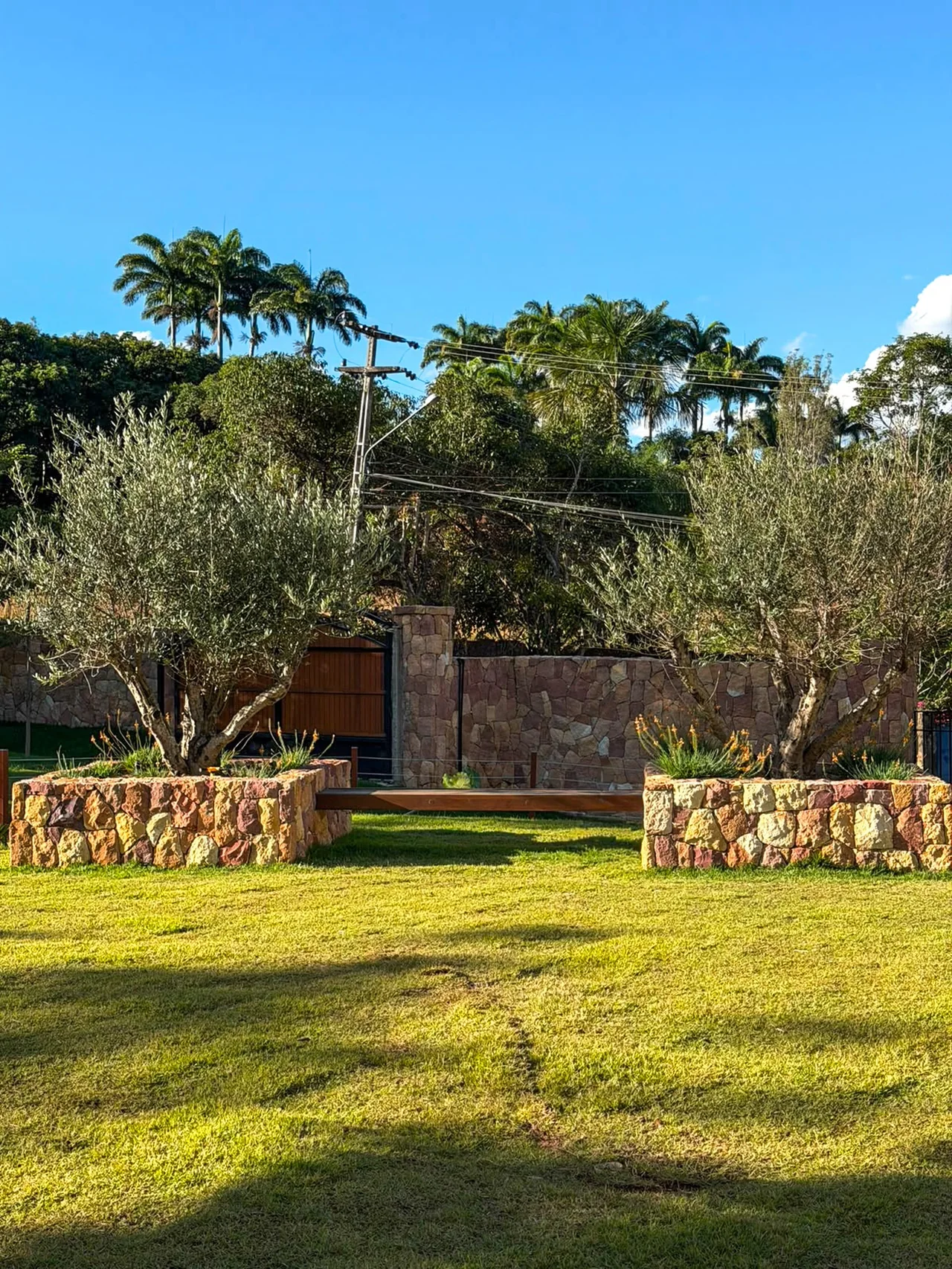 Oliveiras adultas em jardineiras elevadas revestidas em pedra.