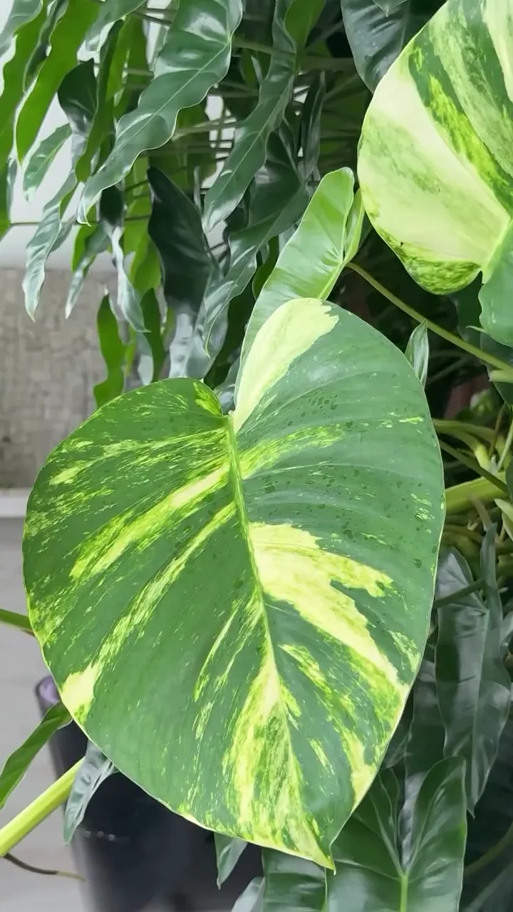 Folha de jiboia variegada em primeiro plano, no ambiente com jardim vertical
