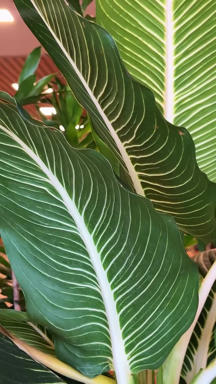 Folhas largas de dieffenbachia com nervuras claras, vistas de perto